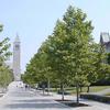 London Plane Tree-
Great street tree that grows up to 80'.
White pealing bark.
Fast growing.
Plant in sun.