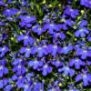 Lobelia-
carefree spreading, low growing annual.
Great for beds or pots.
Unique cascading habit.
Full sun to light shade.
Keep moist, not wet.

