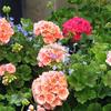 Geranium-
A vigorous growing annual that loves it hot and sunny.
Grows 12 to 18" tall.
Endless array of colors.
Great for pots or beds.
Very drought tolerant.
Best in full sun.