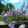 Scaevola-
Trailing annual that thrives in pots or beds where it is hot, sunny and dry.
Drought tolerant.