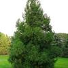 Yoshino Cryptomeria-
Evergreen that grows 30 to 50' tall.
Pyramidal habit.
Best in full sun.
Deer resistant.
