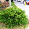 Harringtonia Japanese Plum Yew-
Low growing evergreen that grows to 24" high and 3' wide.
Slow growing.
Very graceful habit.
Sun or dense shade.
Excellent deer resistance.